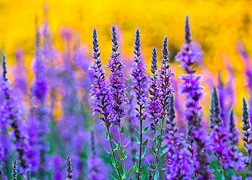 《逸剑风云决》烟尘回响免费更新即将上线，发行商多款游戏史低促销中